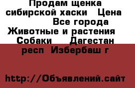 Продам щенка сибирской хаски › Цена ­ 8 000 - Все города Животные и растения » Собаки   . Дагестан респ.,Избербаш г.